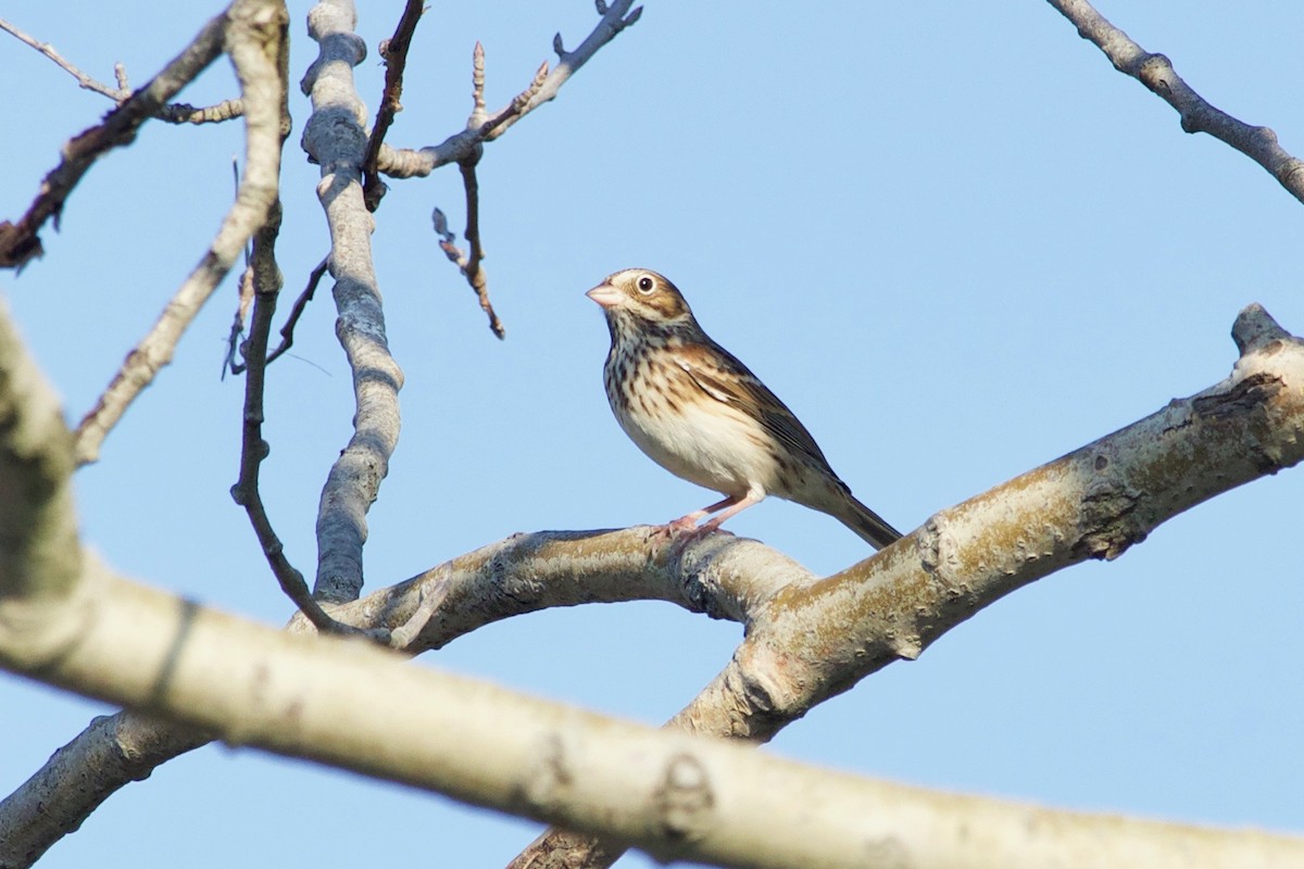 Vesper Sparrow - ML610527877