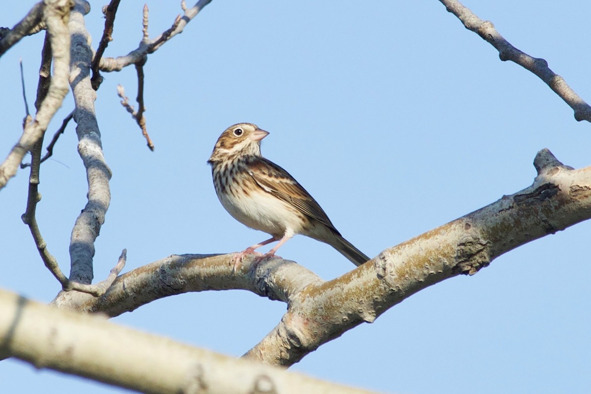 Vesper Sparrow - ML610527878