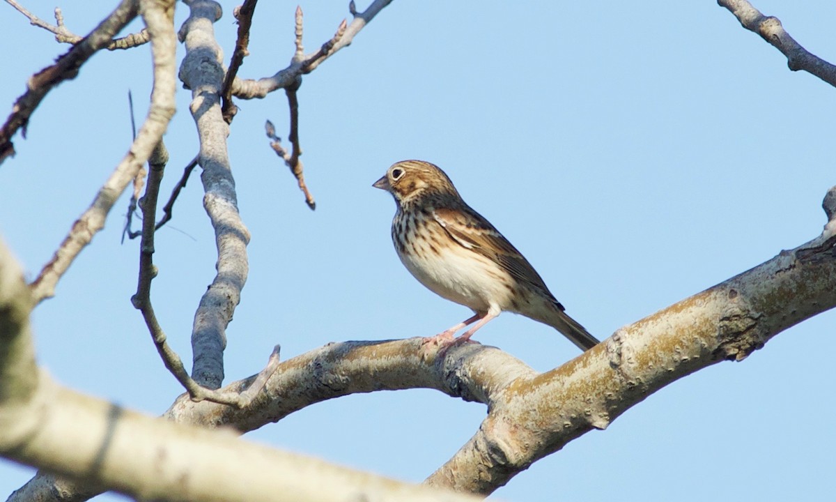 Vesper Sparrow - ML610527879