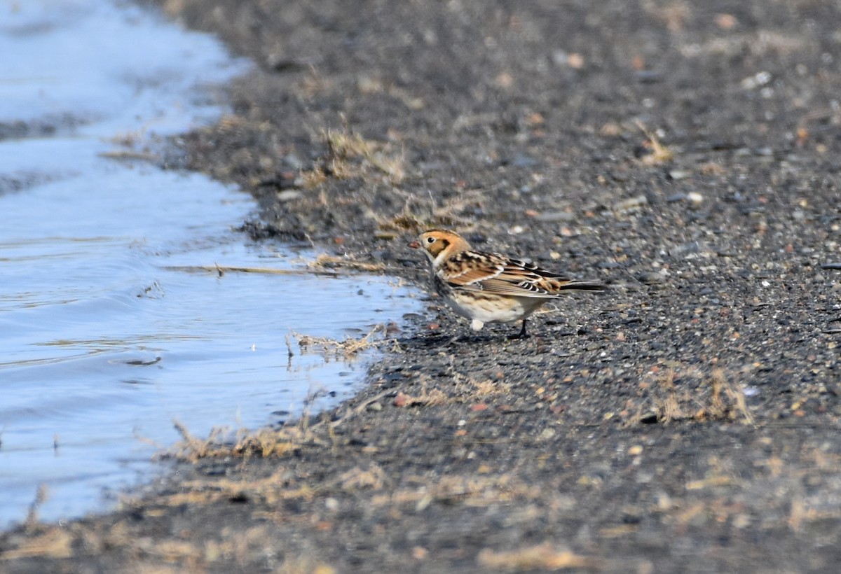 Lapland Longspur - ML610527884