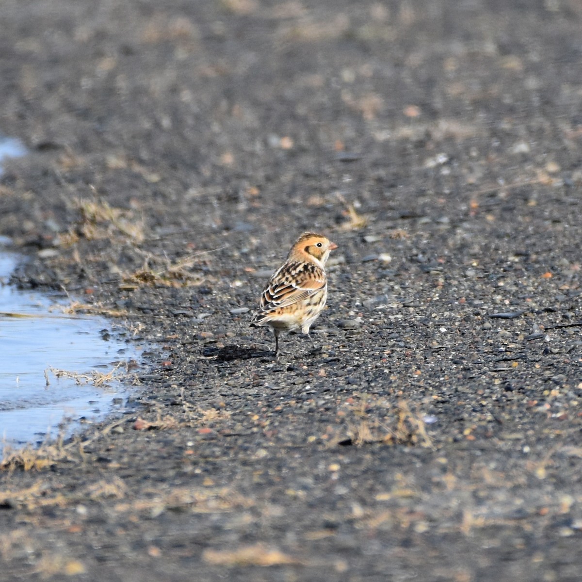 Lapland Longspur - ML610527886