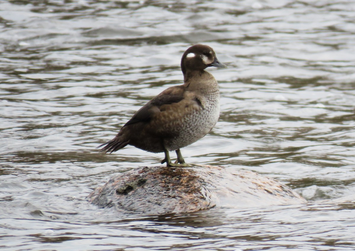 Harlequin Duck - ML610527888