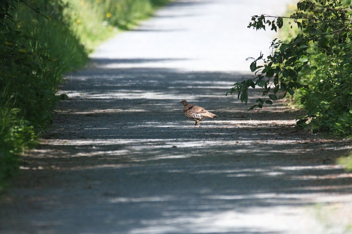 Ruffed Grouse - ML610527890