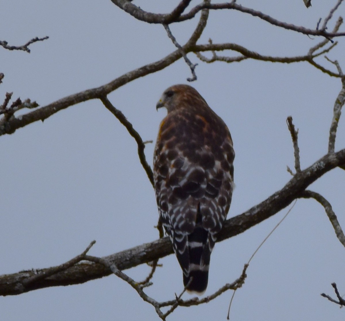 Red-shouldered Hawk - ML610527903