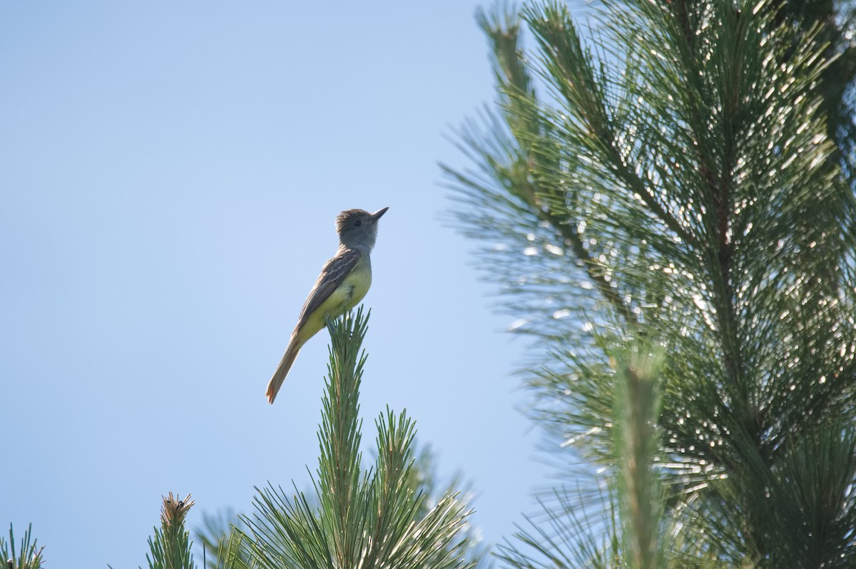 Great Crested Flycatcher - ML610527912
