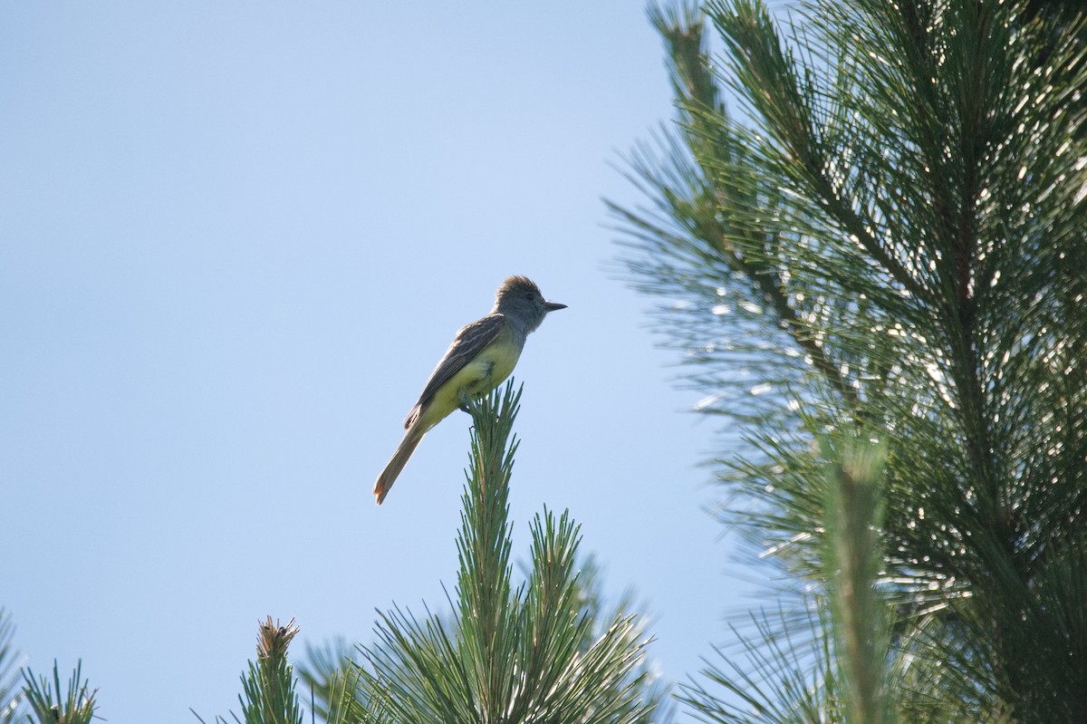 Great Crested Flycatcher - ML610527914