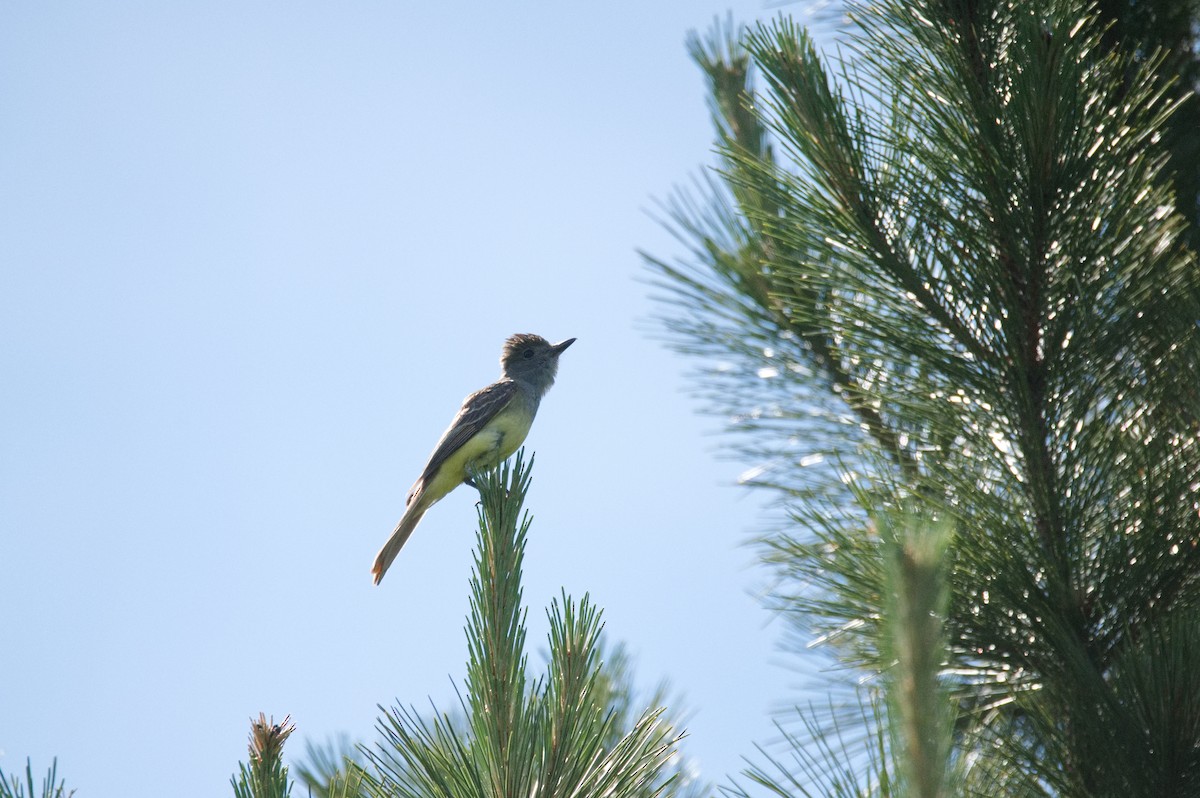 Great Crested Flycatcher - ML610527915