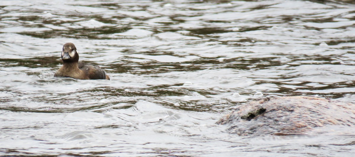 Harlequin Duck - ML610527932