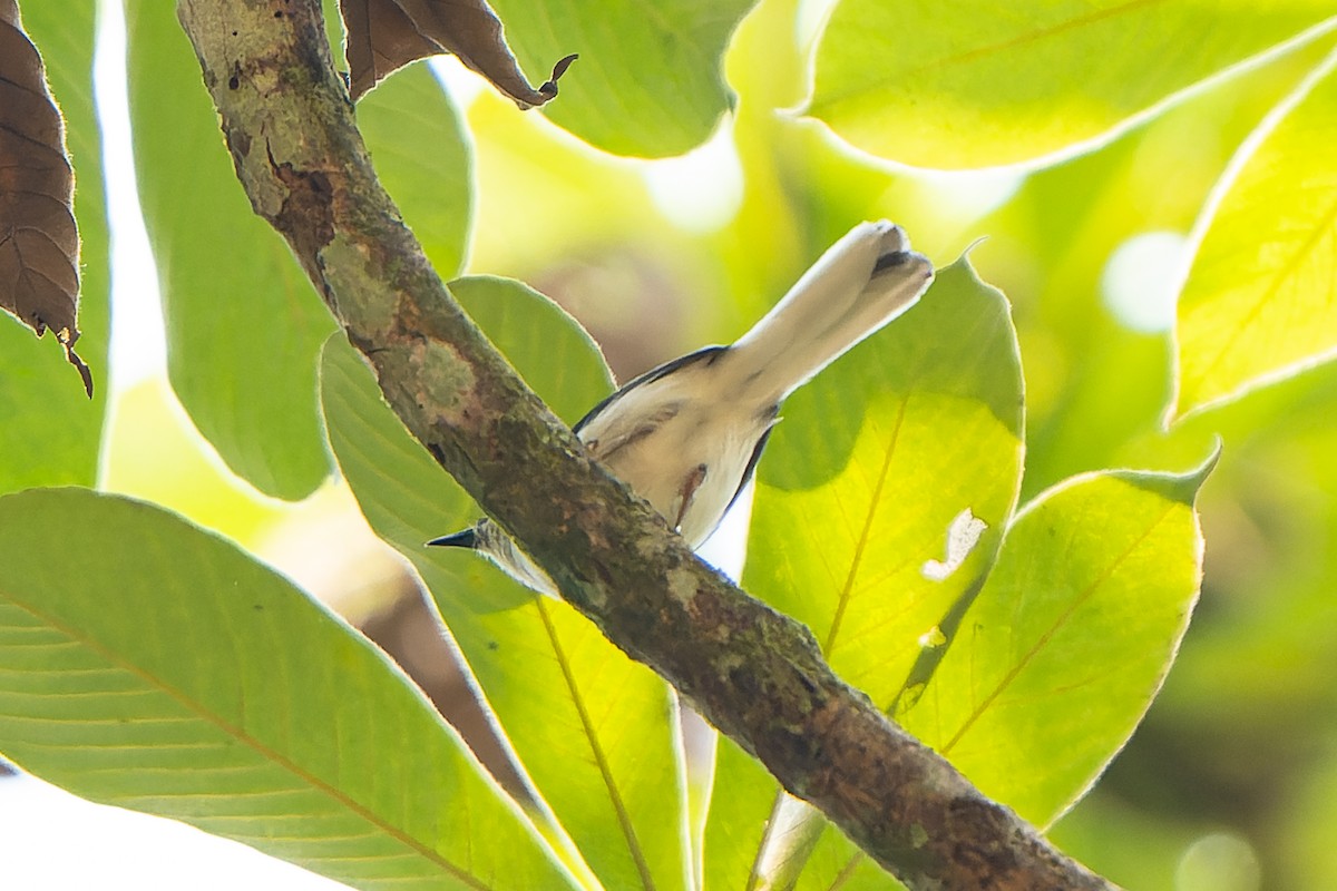 Apalis Gorjirrufo - ML610528123