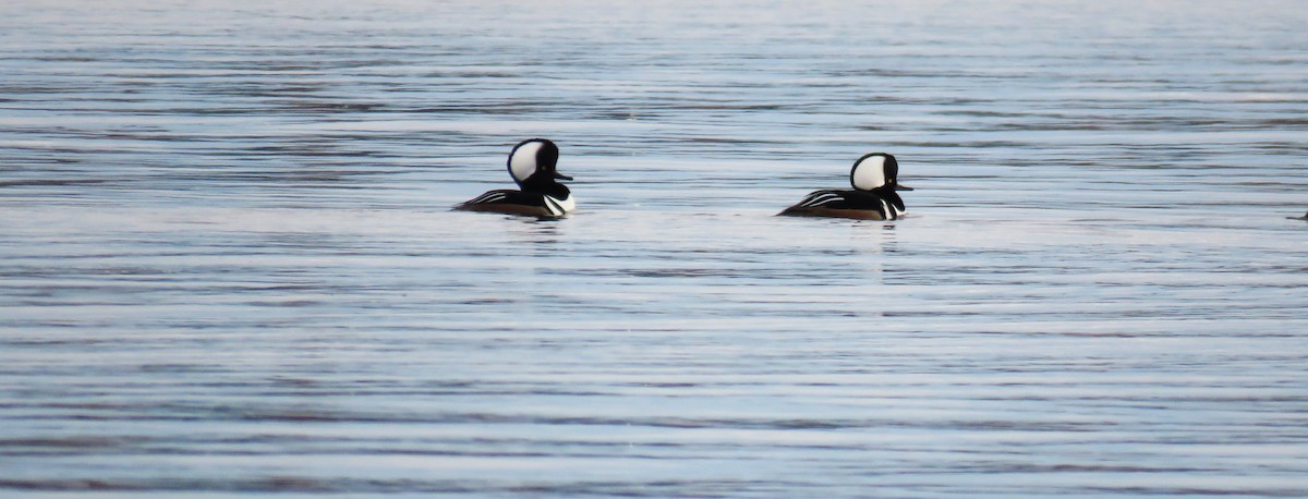 Hooded Merganser - ML610528320