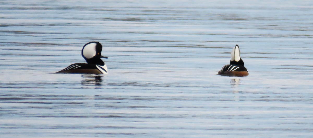 Hooded Merganser - ML610528376