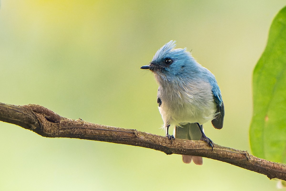 White-tailed Blue Flycatcher - William Hemstrom