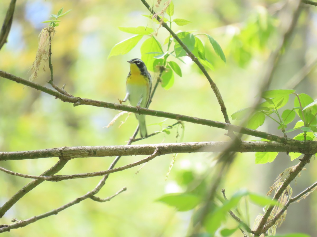 Northern Parula x Yellow-throated Warbler (hybrid) - ML610528393