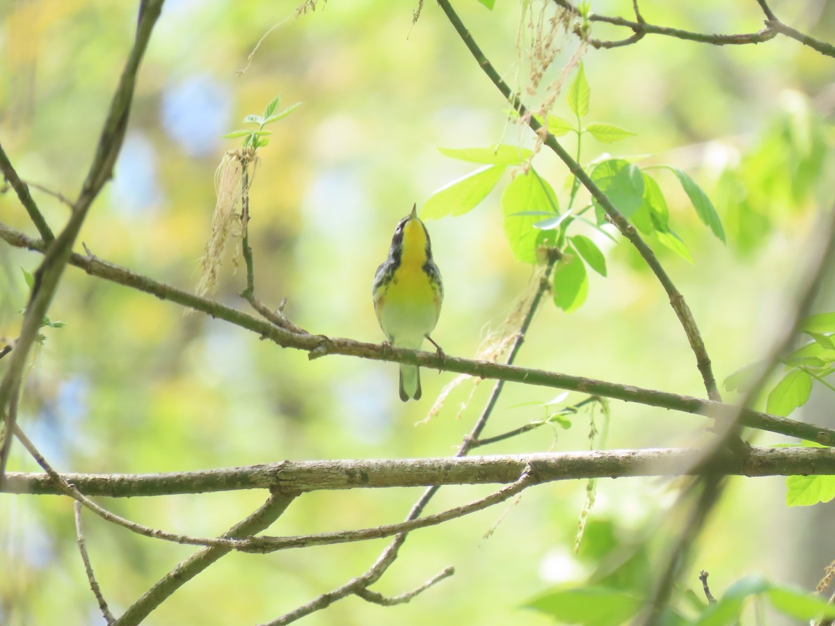 Northern Parula x Yellow-throated Warbler (hybrid) - ML610528395