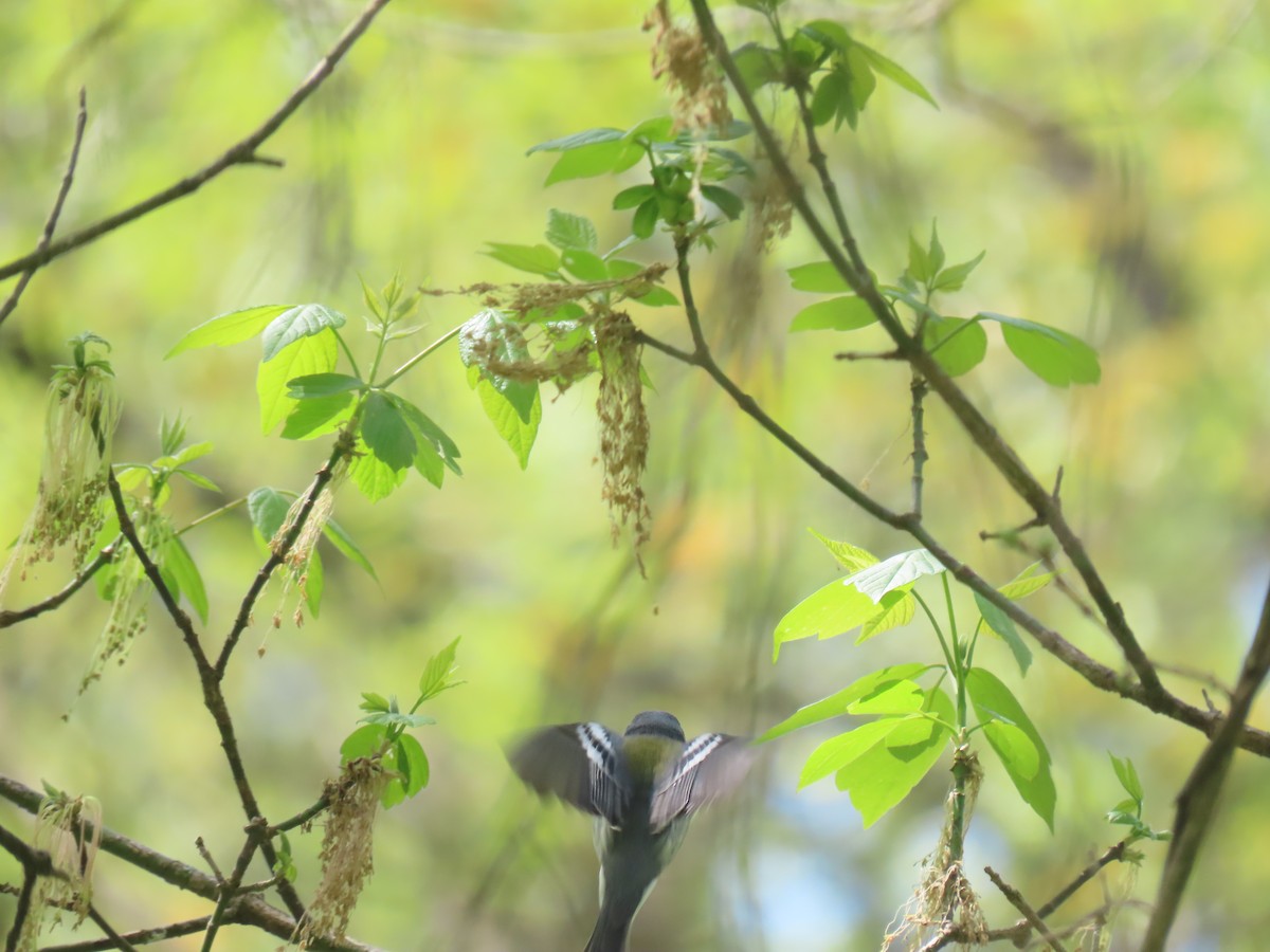 Northern Parula x Yellow-throated Warbler (hybrid) - ML610528396