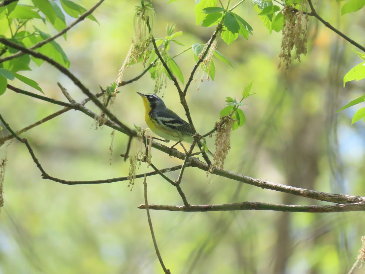 Northern Parula x Yellow-throated Warbler (hybrid) - ML610528397