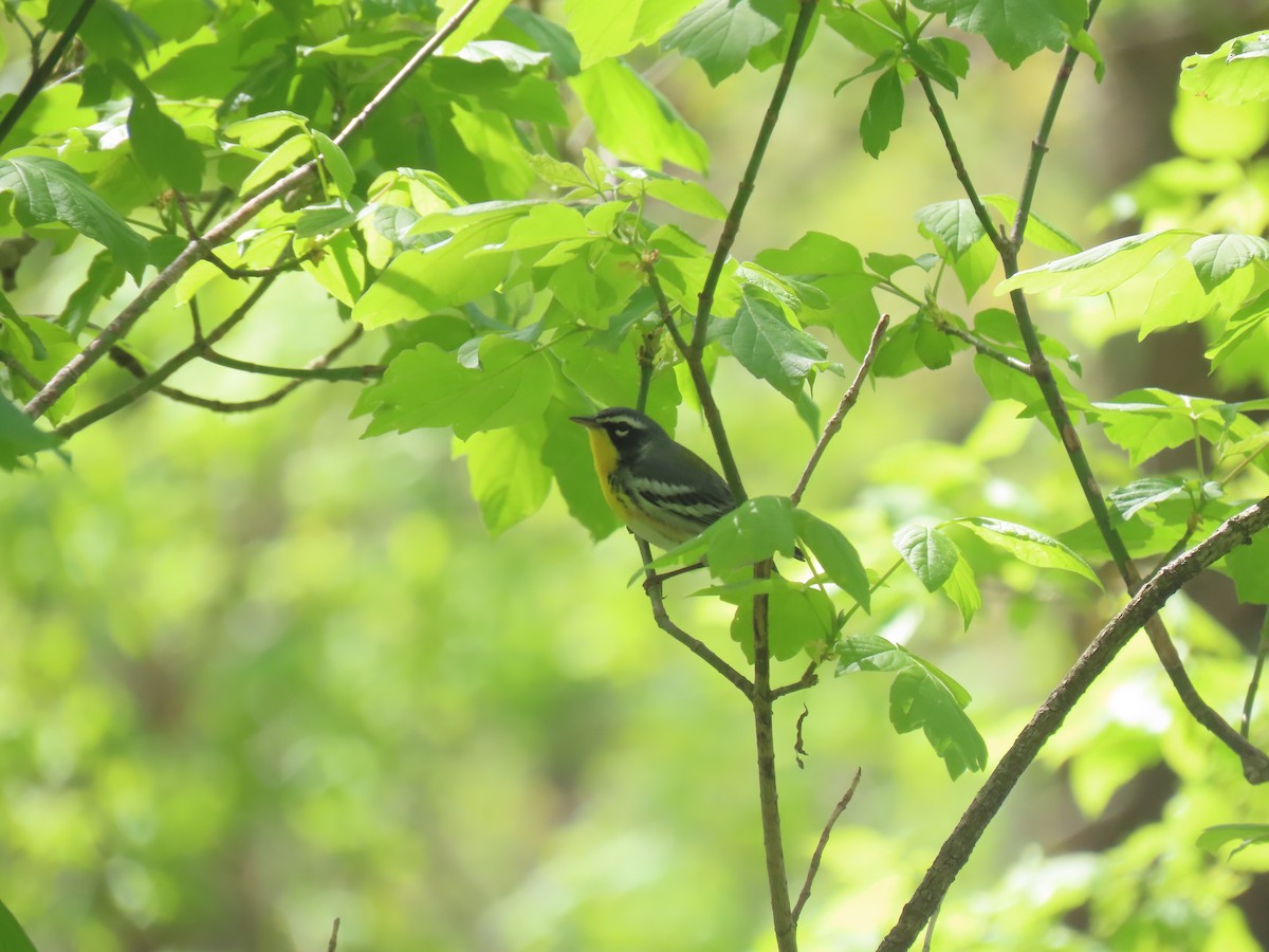 Northern Parula x Yellow-throated Warbler (hybrid) - ML610528398