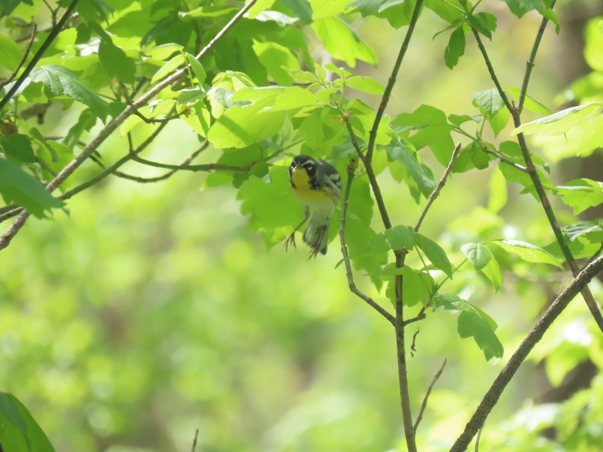 Northern Parula x Yellow-throated Warbler (hybrid) - ML610528399