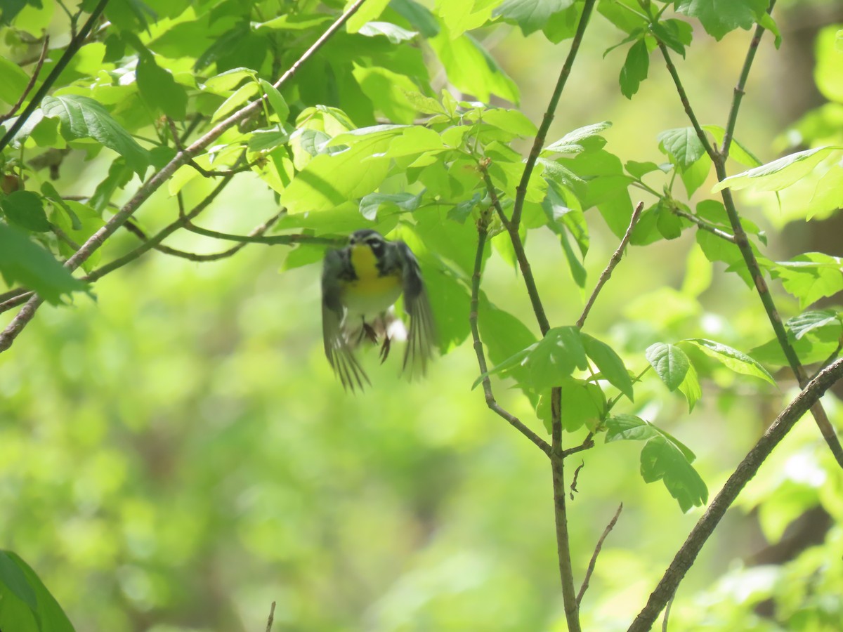 Northern Parula x Yellow-throated Warbler (hybrid) - ML610528400