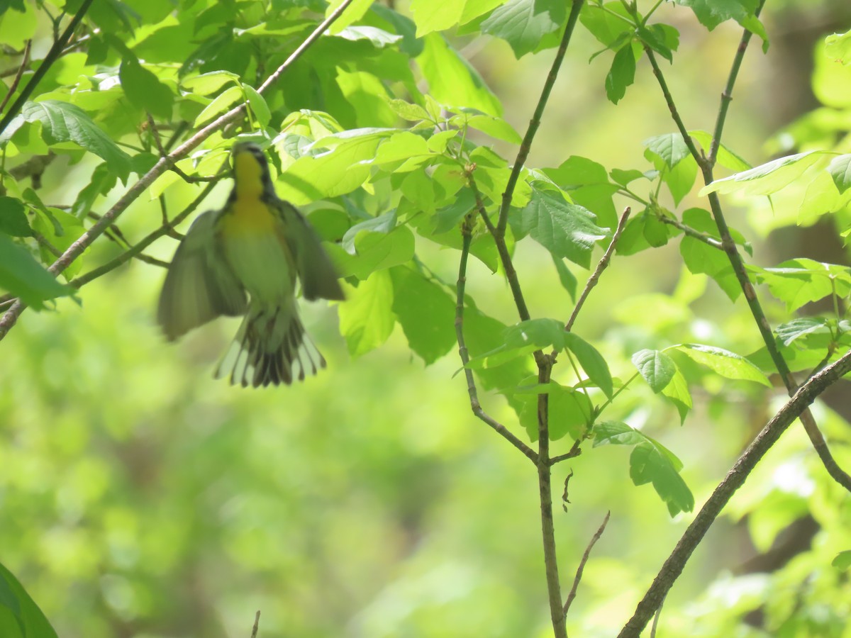 Northern Parula x Yellow-throated Warbler (hybrid) - ML610528401