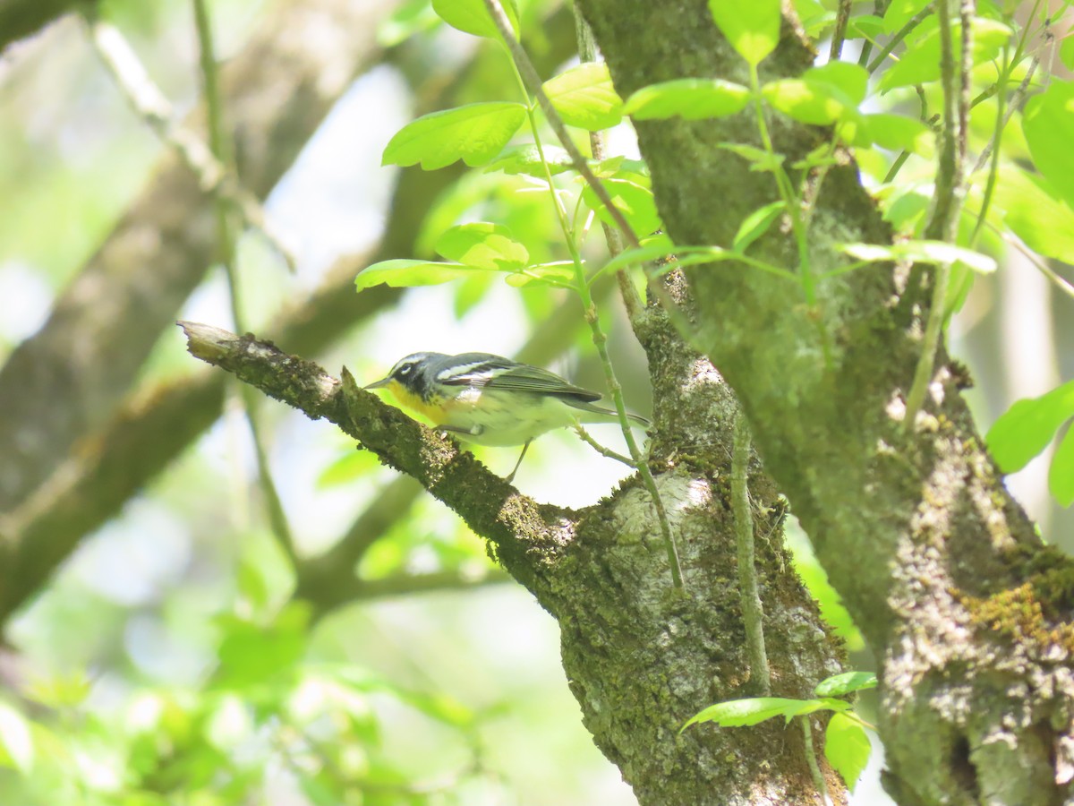 Northern Parula x Yellow-throated Warbler (hybrid) - ML610528402