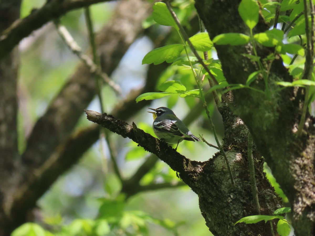 Northern Parula x Yellow-throated Warbler (hybrid) - ML610528403