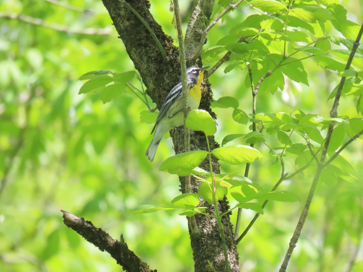 Northern Parula x Yellow-throated Warbler (hybrid) - ML610528404