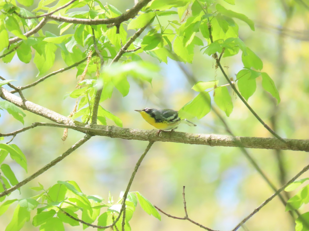 Northern Parula x Yellow-throated Warbler (hybrid) - ML610528406