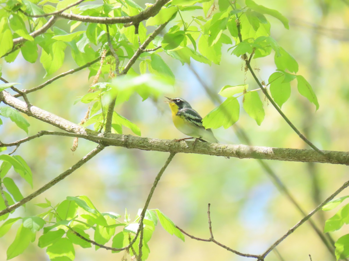 Northern Parula x Yellow-throated Warbler (hybrid) - ML610528407