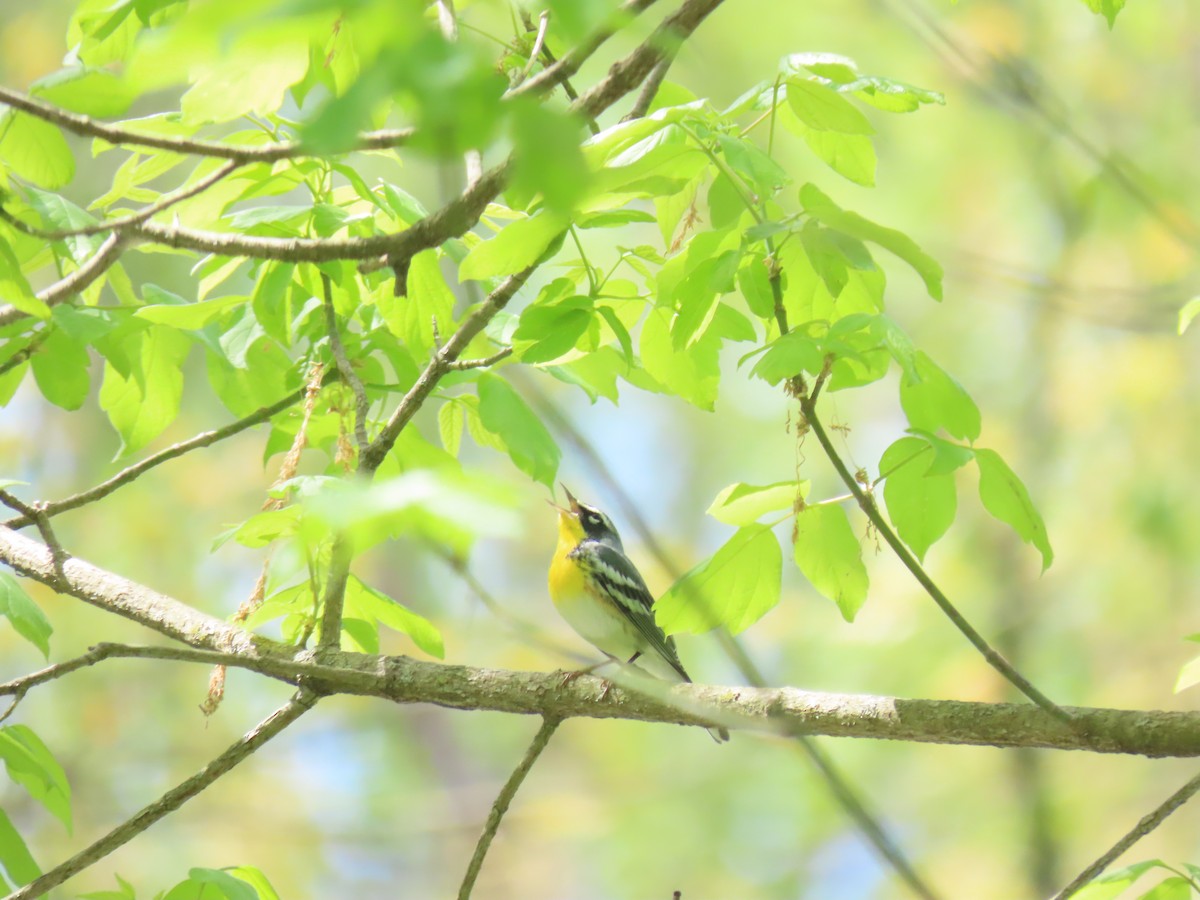 Northern Parula x Yellow-throated Warbler (hybrid) - ML610528408