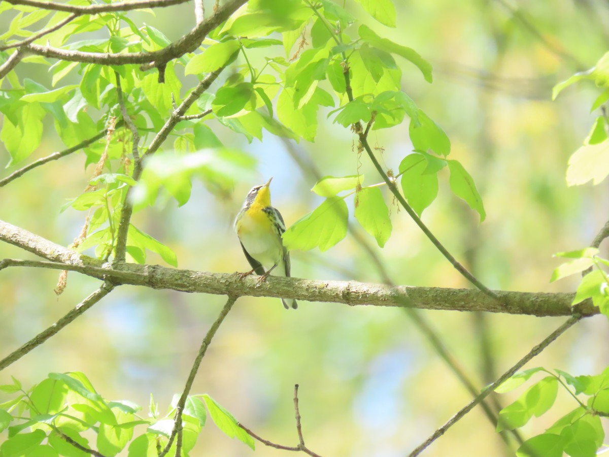 Northern Parula x Yellow-throated Warbler (hybrid) - ML610528409