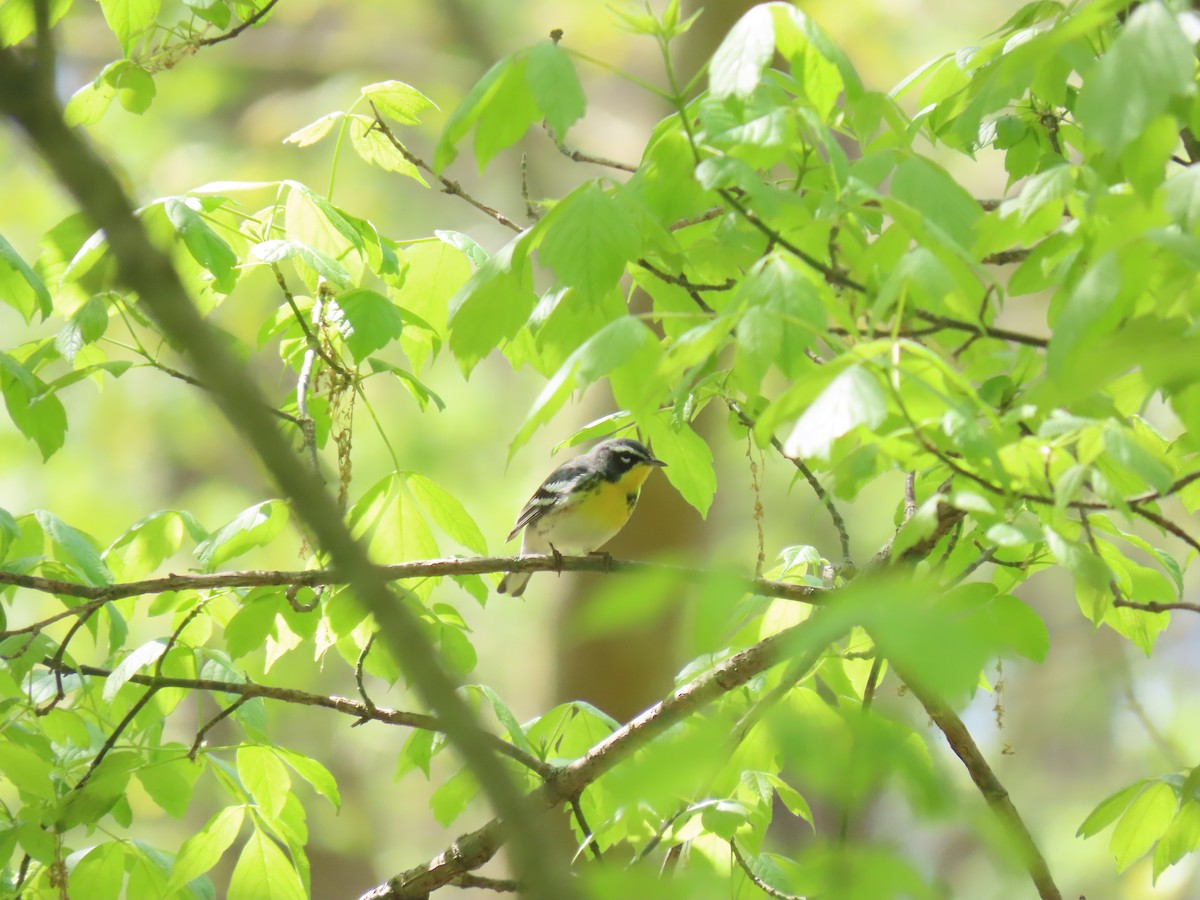 Northern Parula x Yellow-throated Warbler (hybrid) - ML610528410
