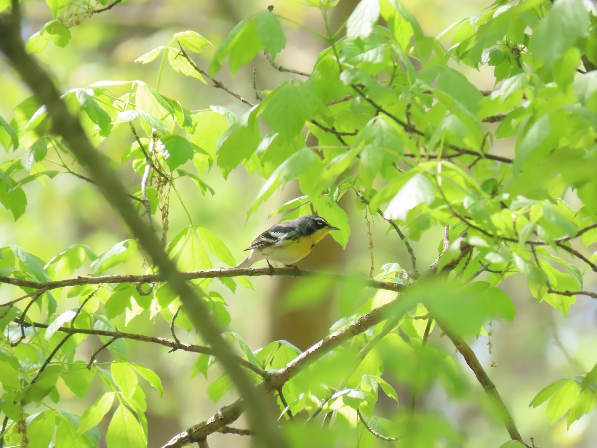 Northern Parula x Yellow-throated Warbler (hybrid) - ML610528411