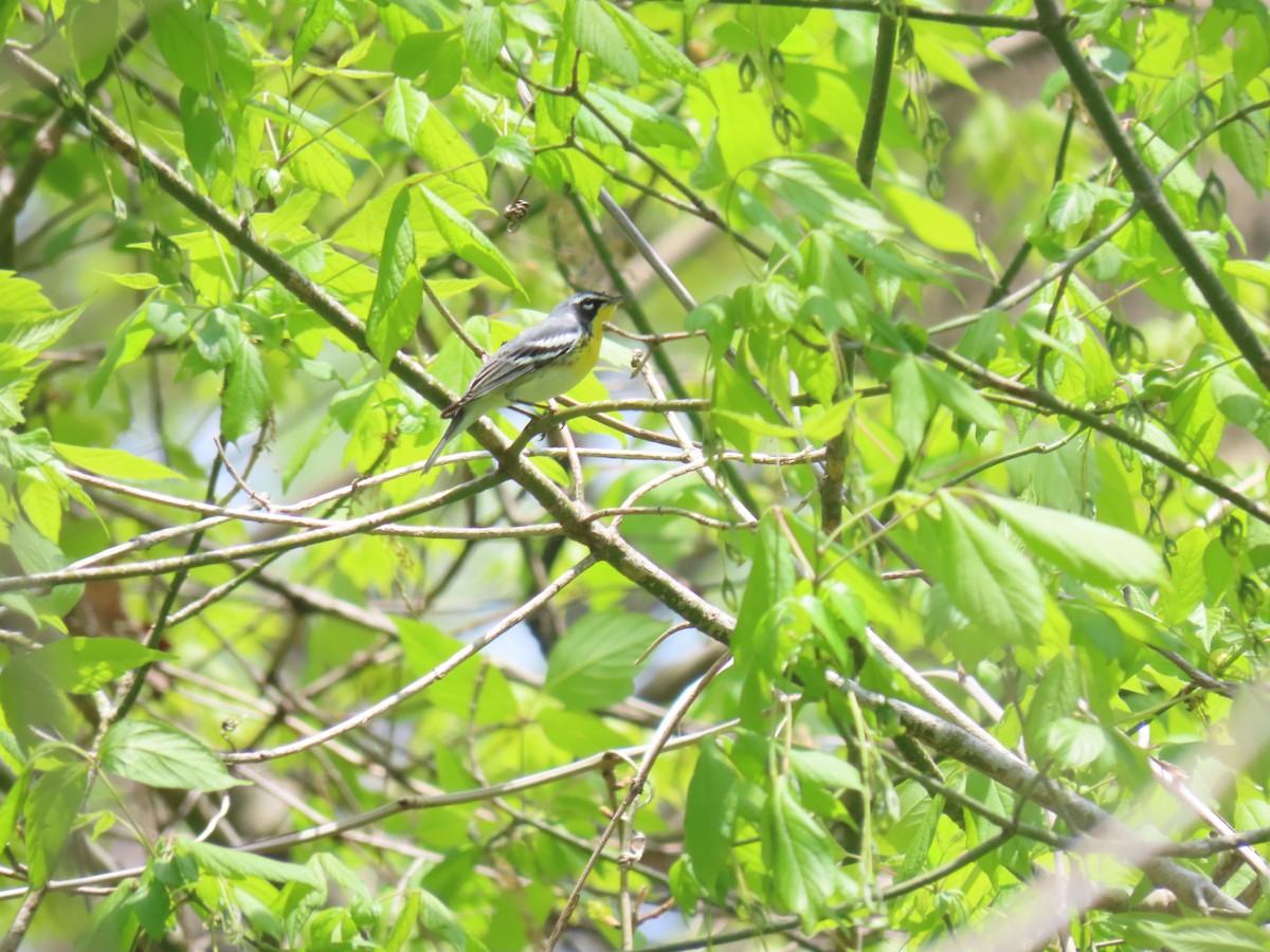 Northern Parula x Yellow-throated Warbler (hybrid) - ML610528412