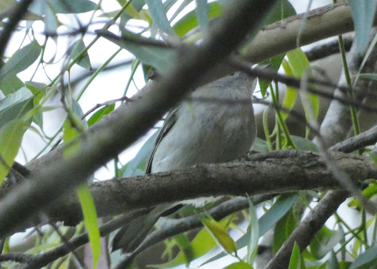 Chestnut-sided Warbler - ML610528444