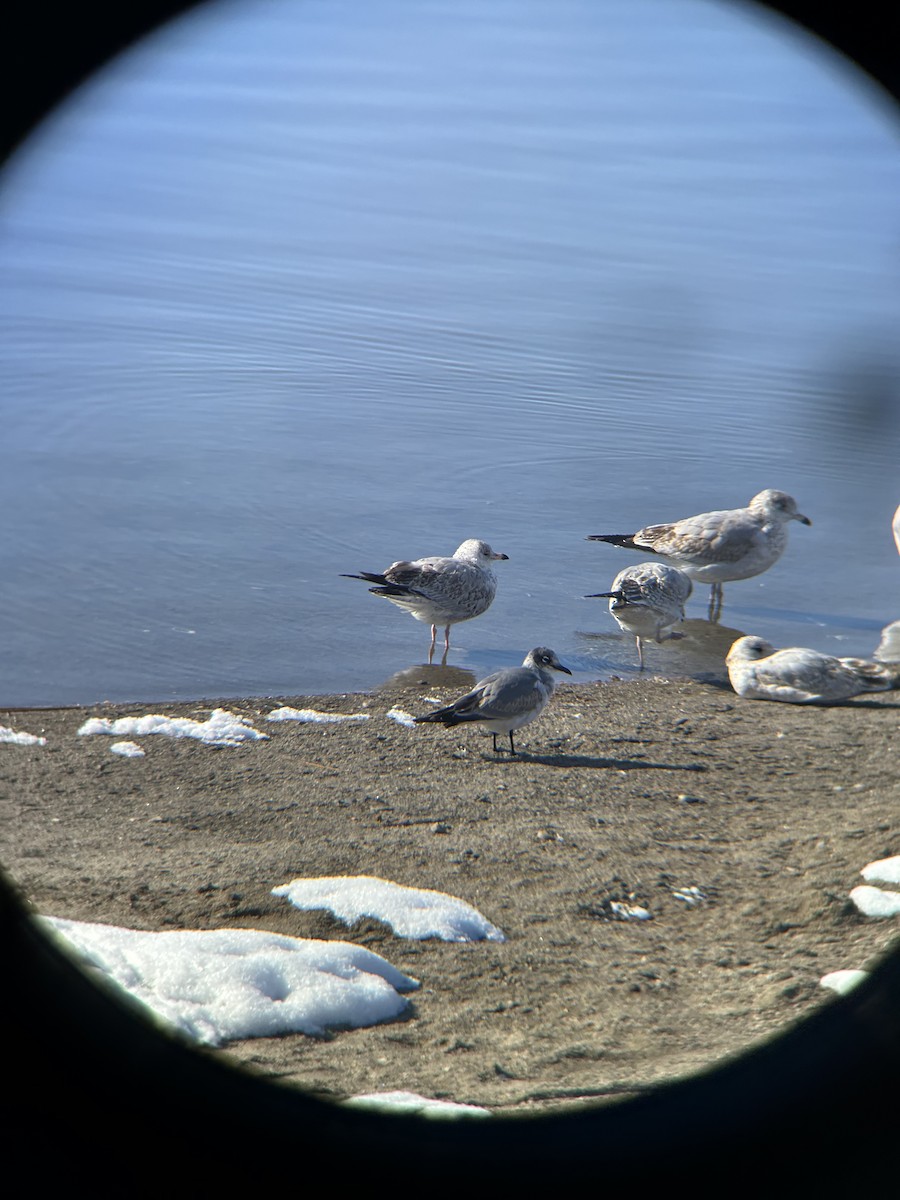 Mouette de Franklin - ML610528547