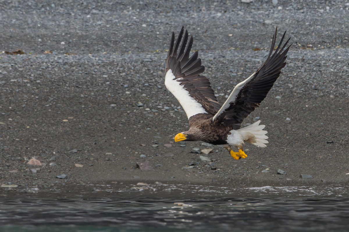 Steller's Sea-Eagle - ML610528552