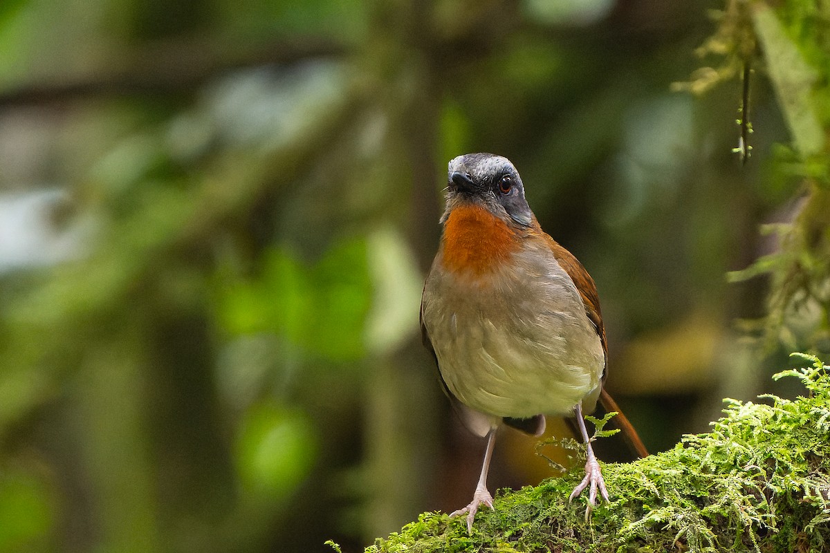 Red-throated Alethe - William Hemstrom