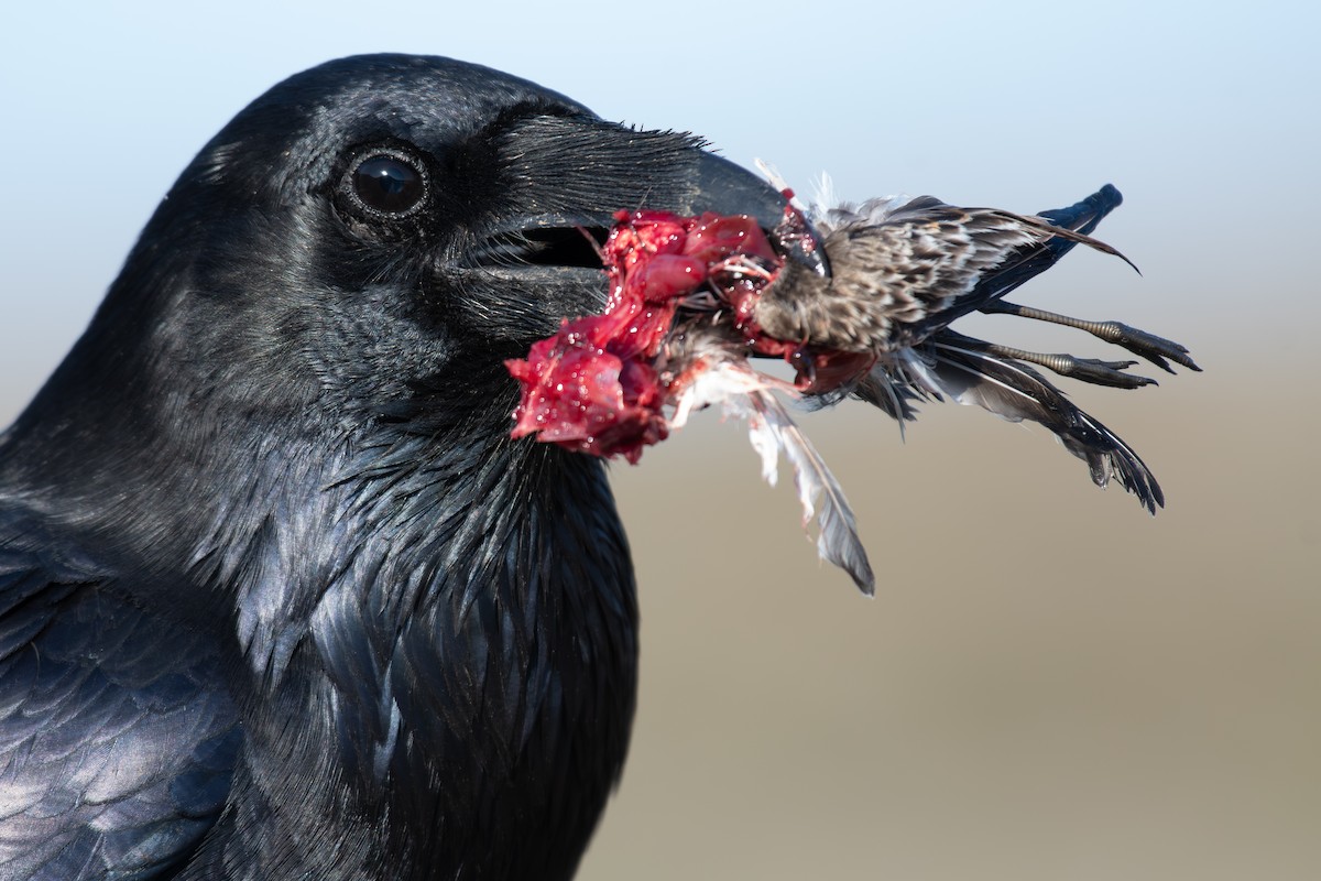 Common Raven - Rajan Rao