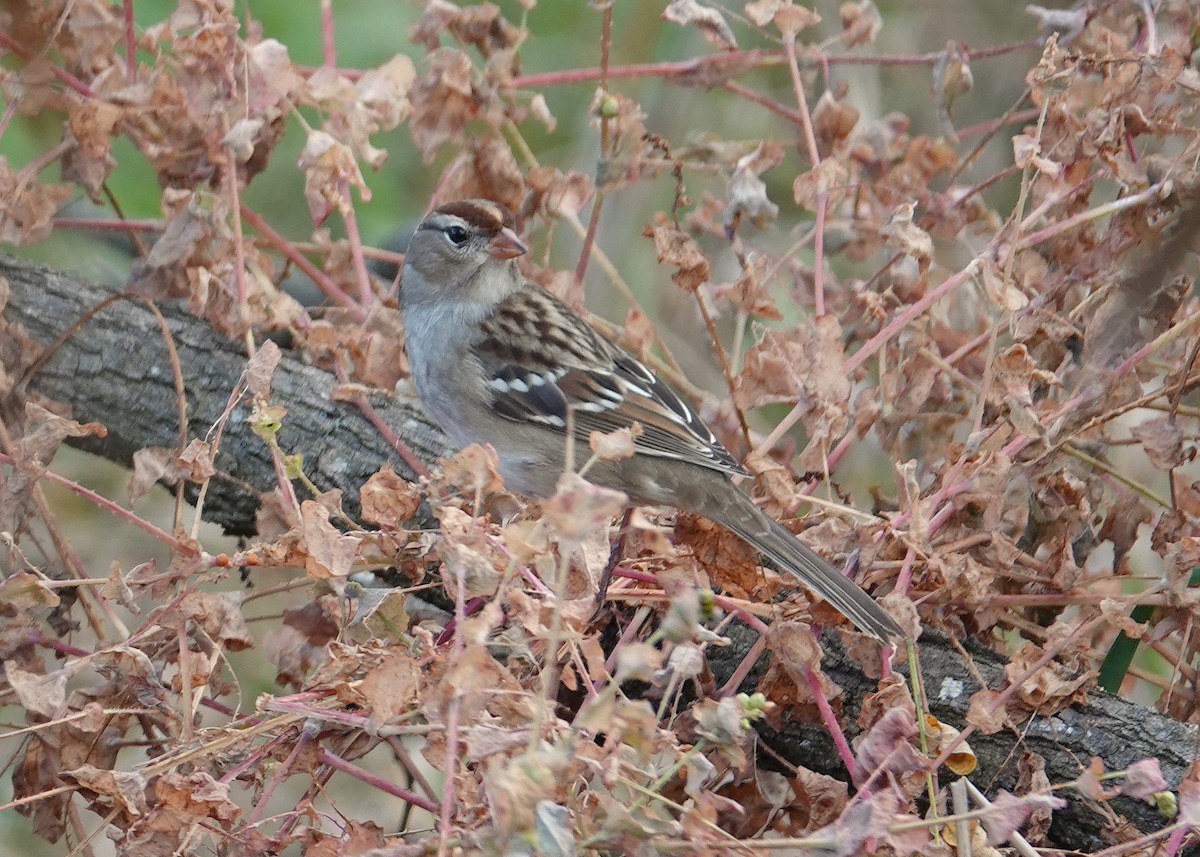 White-crowned Sparrow - ML610528635