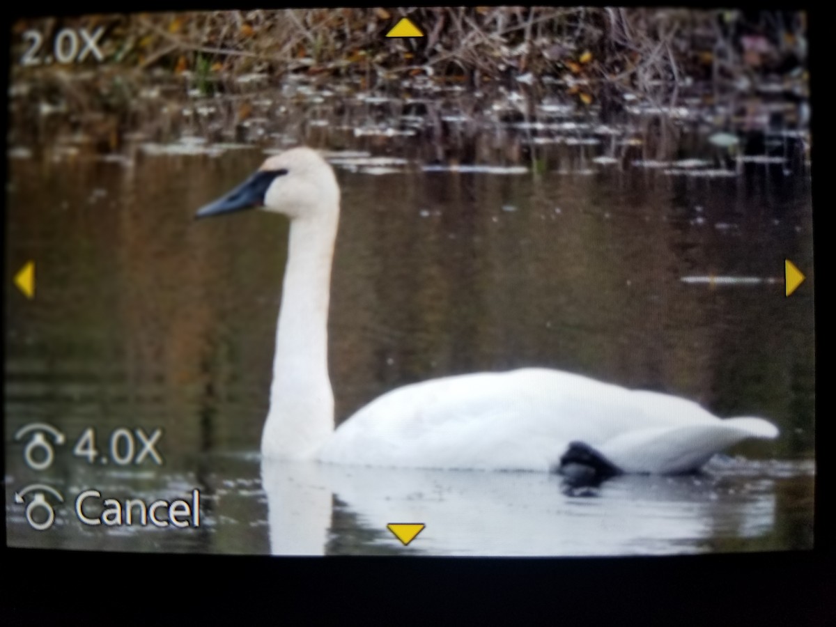 Cygne trompette - ML610528721