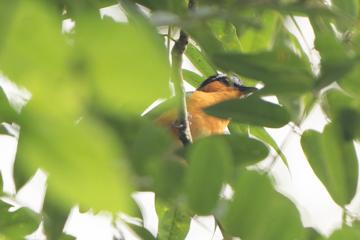 Gray-winged Robin-Chat - ML610528824