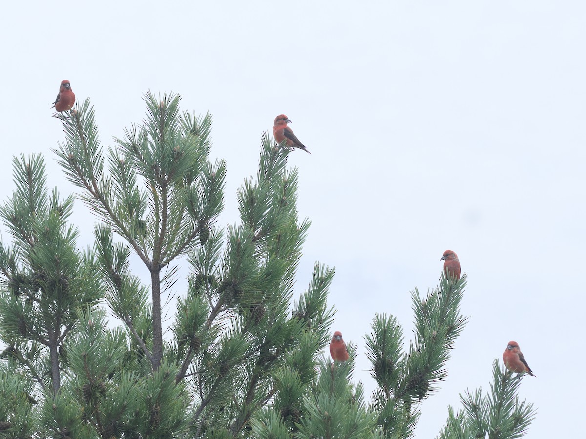 Red Crossbill (Ponderosa Pine or type 2) - ML610528843