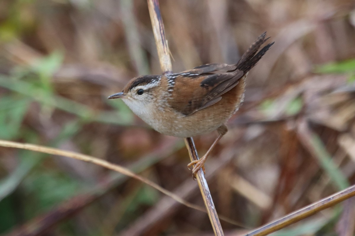 Marsh Wren - ML610528879