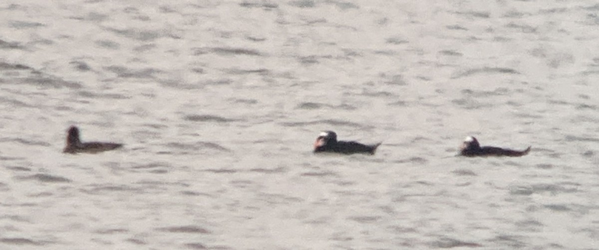 Surf Scoter - ML610528902