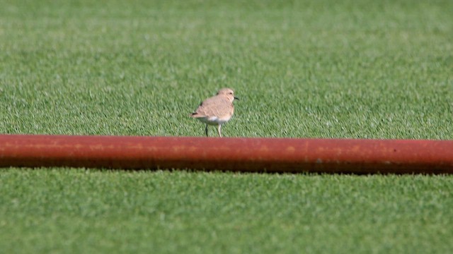 Mountain Plover - ML610529006