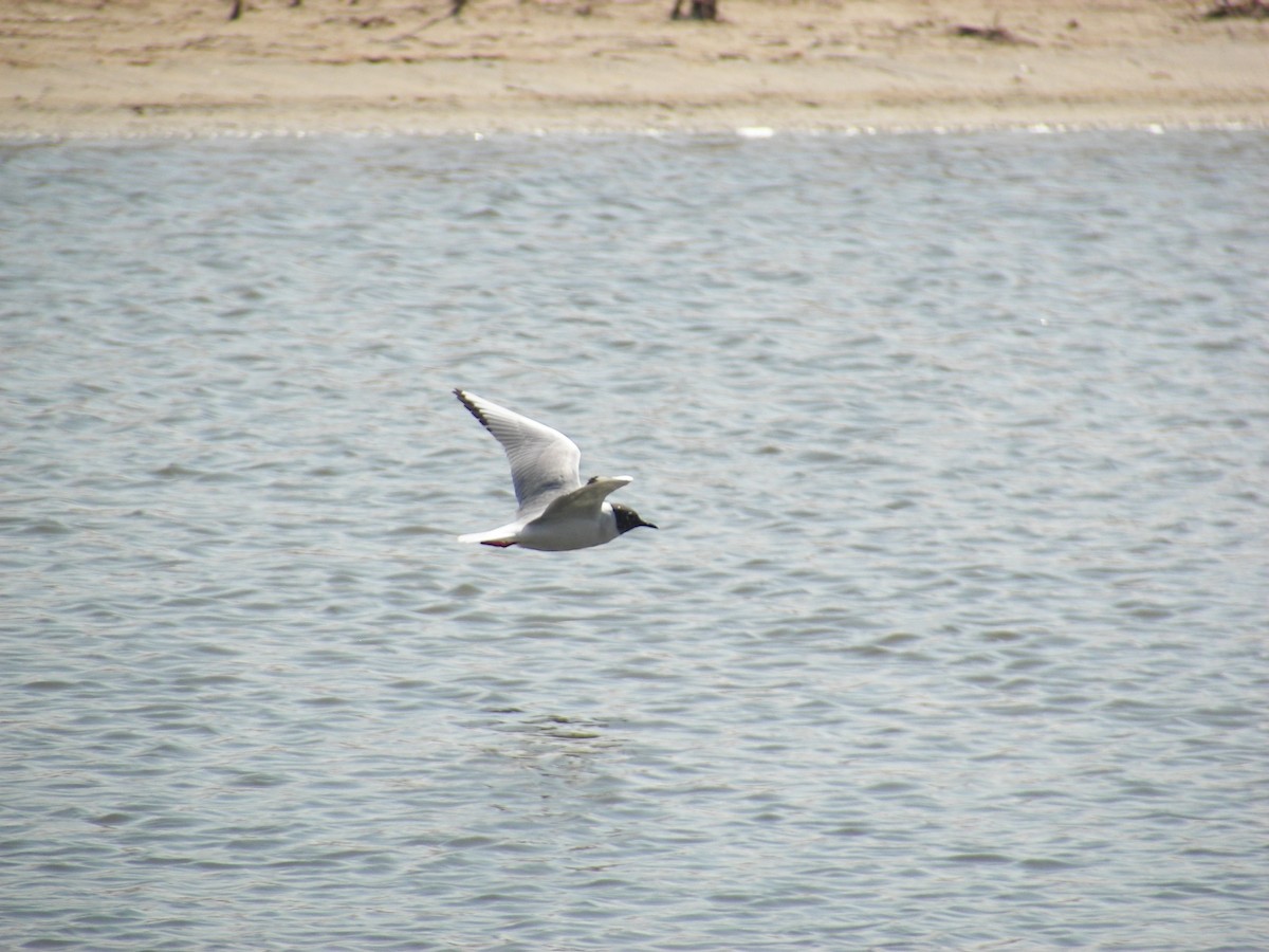 Bonaparte's Gull - ML610529009