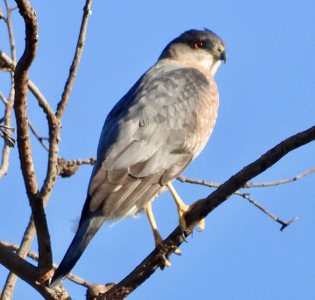 Cooper's Hawk - ML610529010