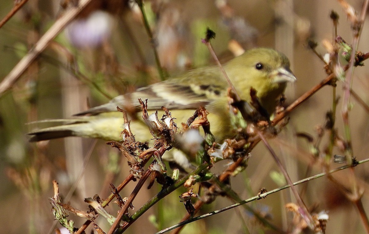 Lesser Goldfinch - ML610529023