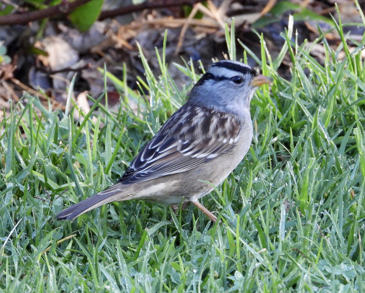 White-crowned Sparrow - ML610529028